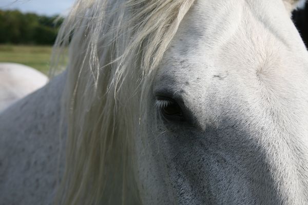 Cheval