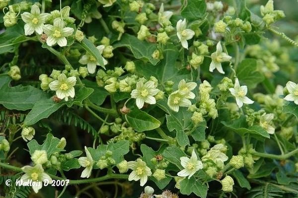 bryone-dioique-plantes grimpantes
