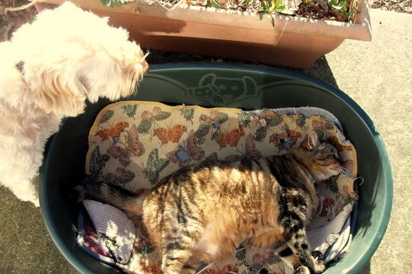 Chien est chat