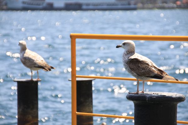 mouette2.JPG