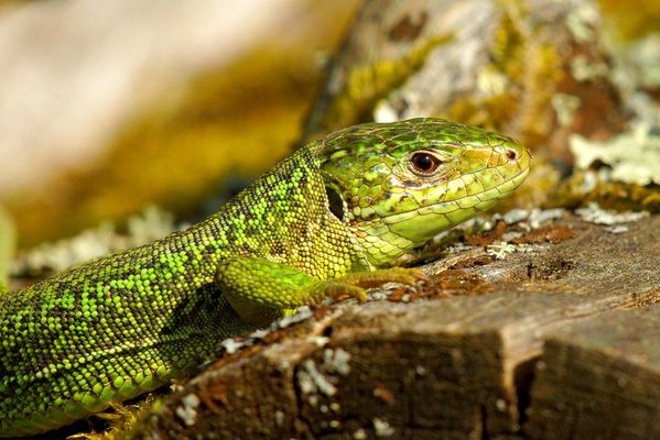 lézard vert