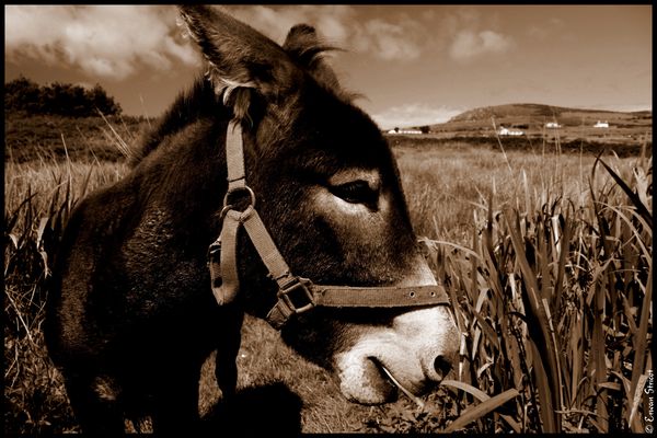Irlande-2010 5297