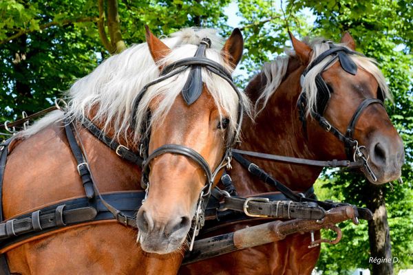 Rencontres equestres luneville 2015