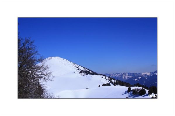 PINEA 3599 GF