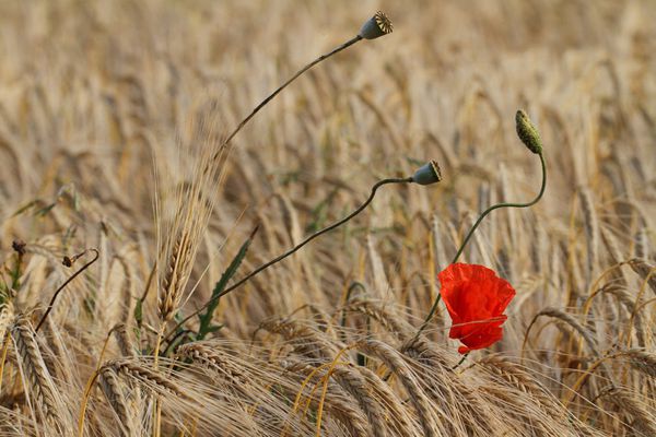 Coquelicot dans céréales Y. THONNERIEUX