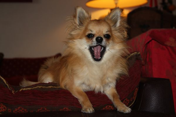 Chiens 2914