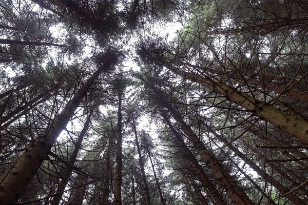 foret.jpg