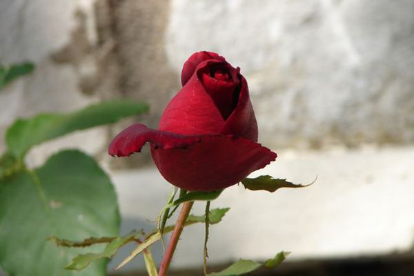 DSC02348