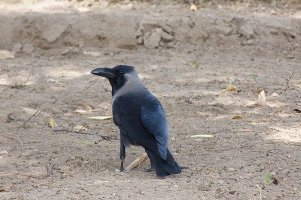 166. corbeau familier - mascate - oman