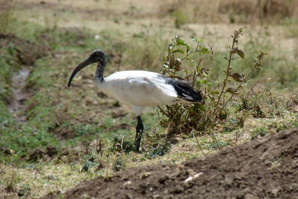 014. ibis sacré - lac koka