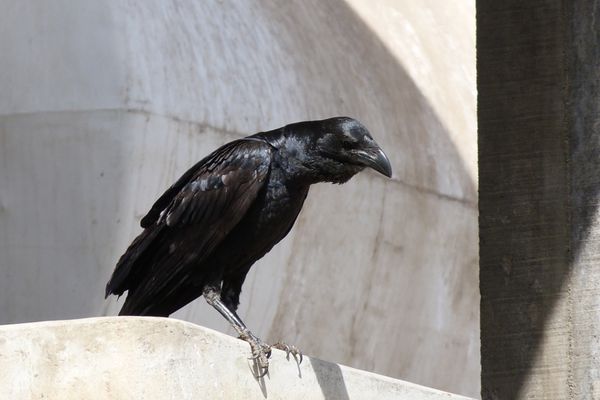 107. corbeau queue courte - shashemene