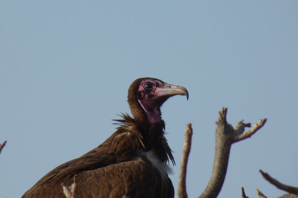 129. vautour charognard - arba minch