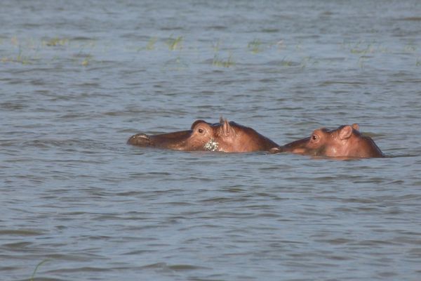 163. hippopotame - lac chamo