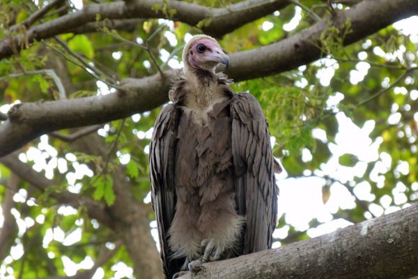 561. vautour charognard - wondo genet