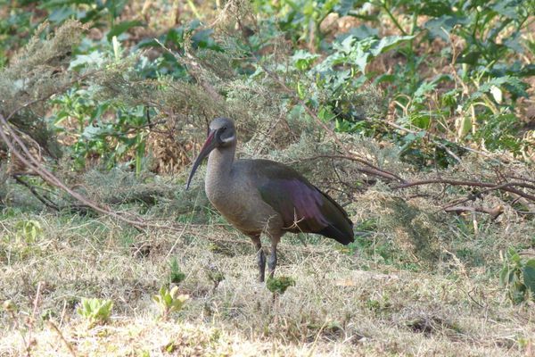 576. ibis hagedash - wondo genet