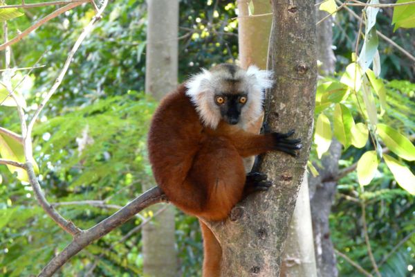 252. lemur macaco