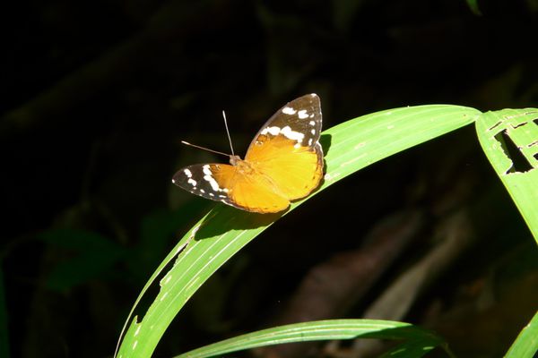 261. papillon