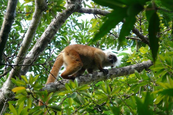 362. lemur macaco