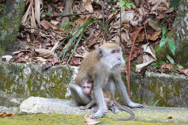 125. macaque crabier - mc ritchie - singapore