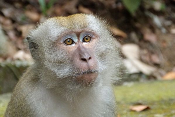 126. macaque crabier - mc ritchie - singapore