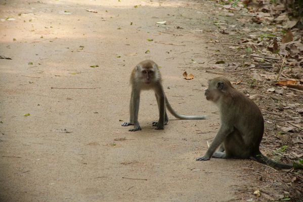 023. macaque crabier - pulau ubin - singapore