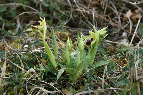 Ophrys-petite-araignee-4.jpg