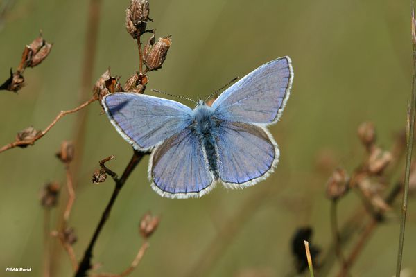 Azuré de la bugrane 2