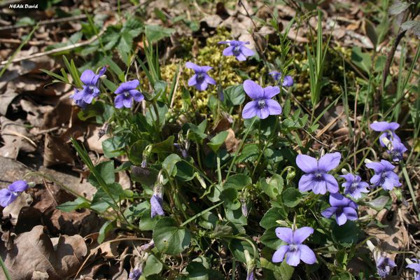 Violette de Rivin