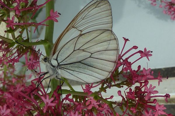 4 Pierride de l'aubépine