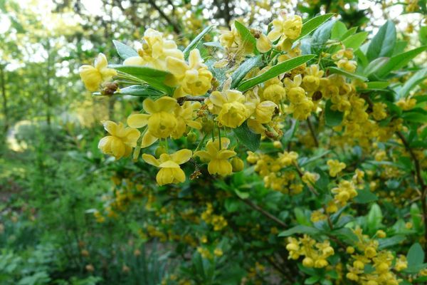 Berberis vulgaris 2