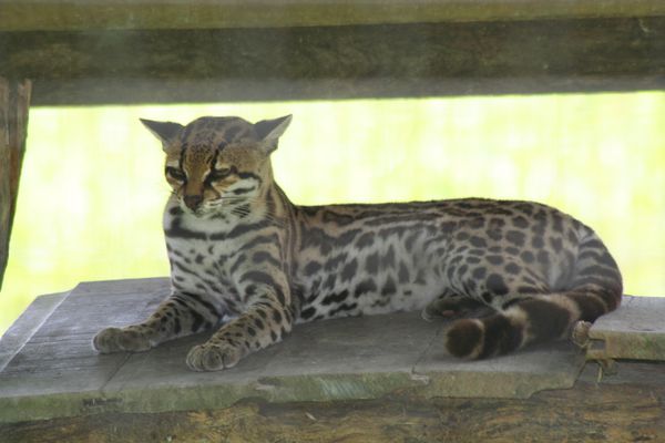 zoo-guyane 3663 redimensionner