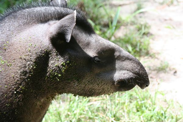 zoo-guyane 3678 redimensionner