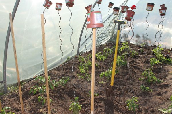 plantation des tomates