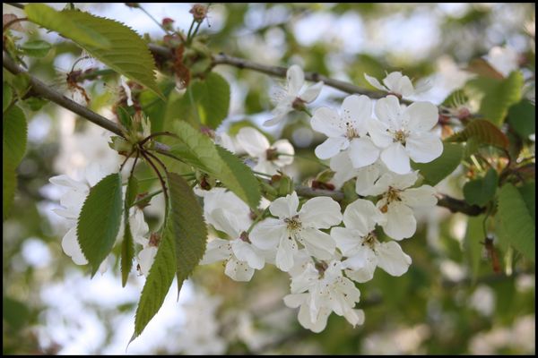 Fleurs-de-cerisiers.jpg
