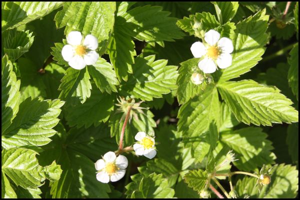 Fraisiers en fleurs