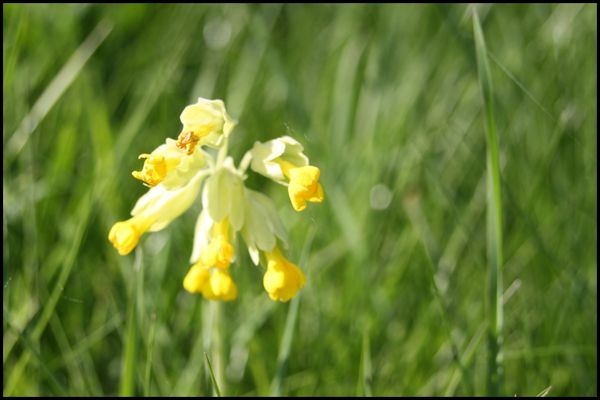fleurs des champs jaunes