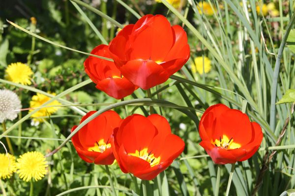 tulipes