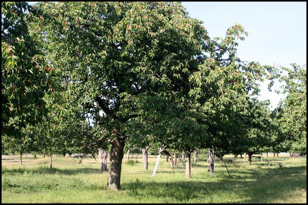 La-route-des-fruits-Normandie.jpg