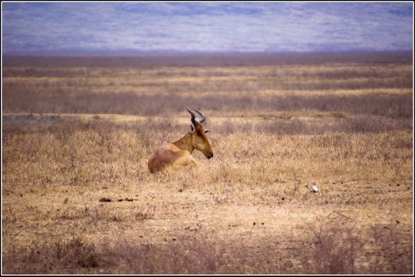 Bubale dans le cratere du Ngorongoro