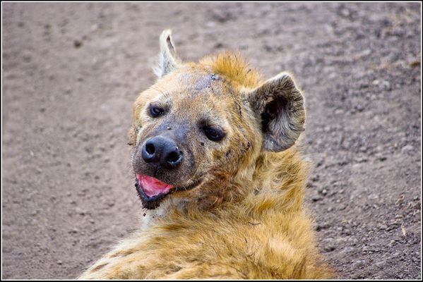 hyenne dans le cratere du Ngorongoro