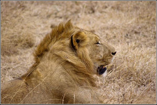 lion dans le cratere du Ngorongoro
