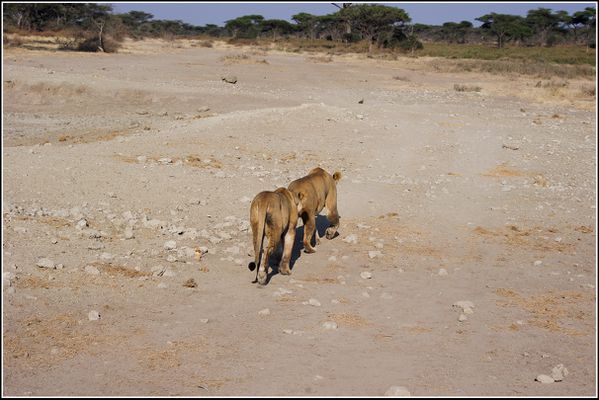 lionnes du serengeti