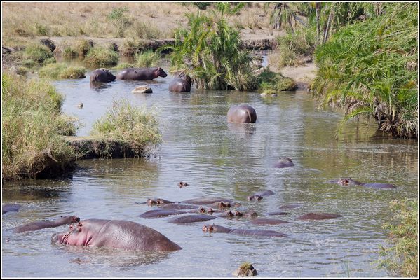 Hippopotames dans le serengeti