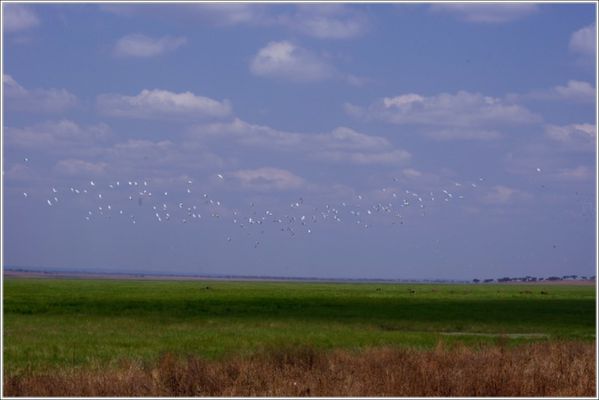 animaux du tarangire