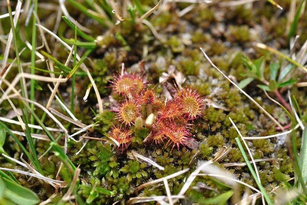 drosera-rotundifolia.jpg