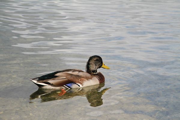 Colvert001-copie-1.jpg