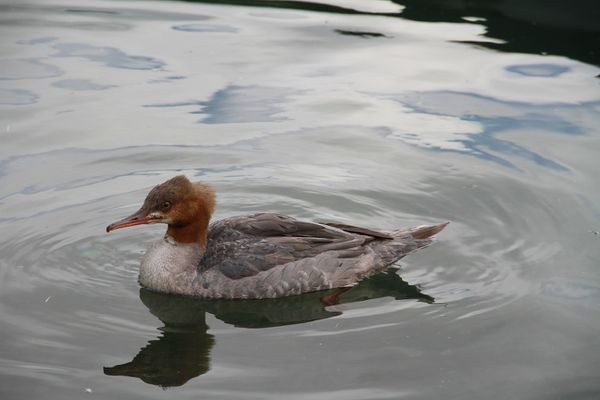 Grebe-001.jpg