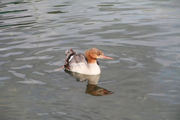 Grebe-002.jpg