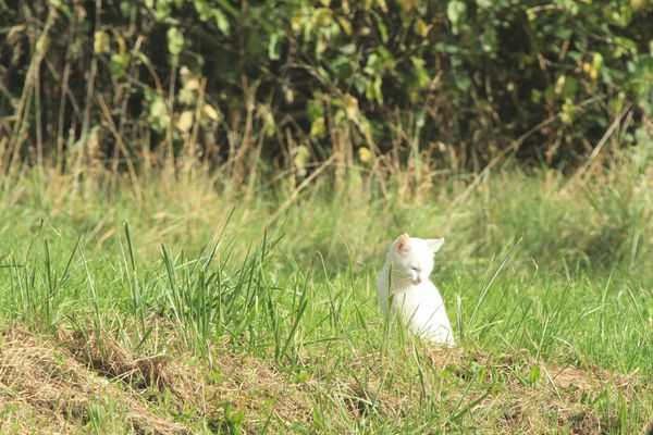 Petits-animaux-3375.JPG