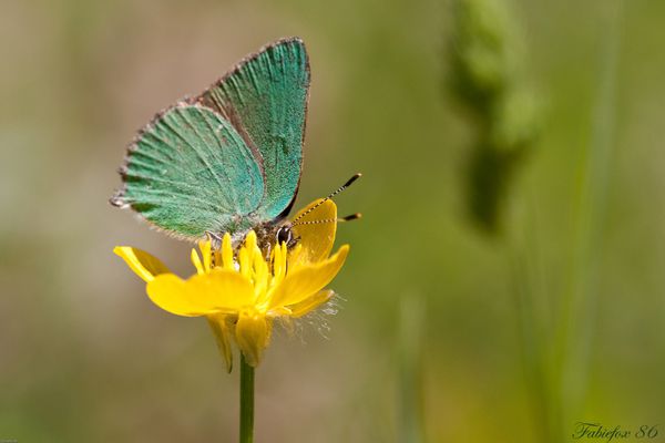 papillon-3 id